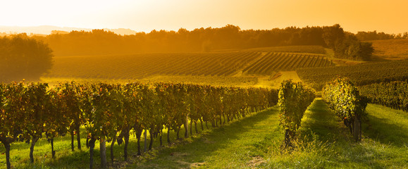 Foto auf Acrylglas Weingarten Weinberg Sonnenaufgang - Bordeaux Vineyard  © FreeProd