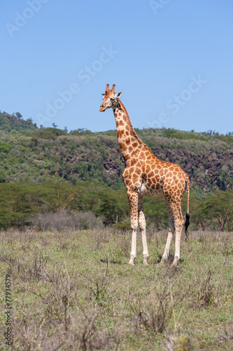 Canvas Print giraffe on a background of grass