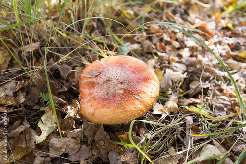 Mushroom among grass and leaves
