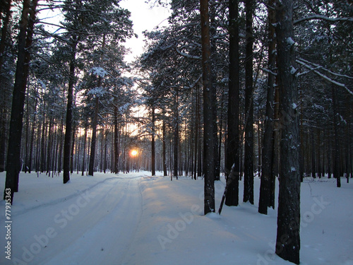 the sun shines through the winter forest