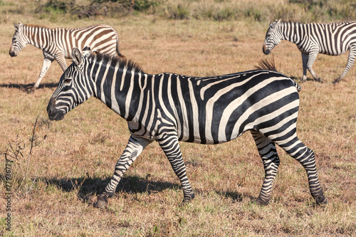 Zebras in the grasslands