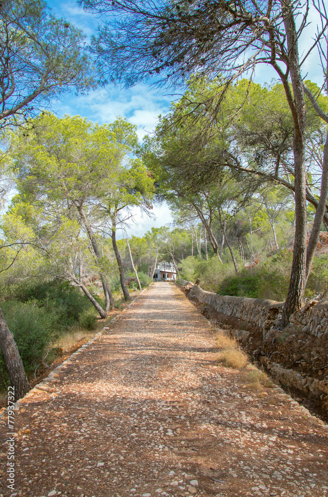 Long path leads to the house in the forest.