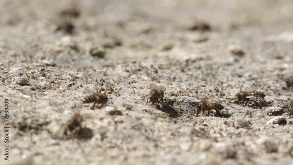 Many working bees is consuming mineral from arid soil Many working bees is consuming mineral from arid soil