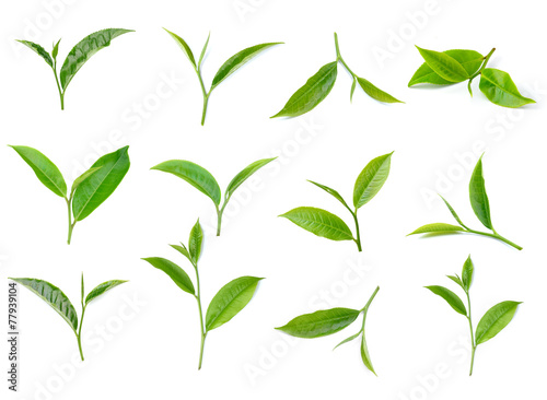 tea leaf isolated on white background © sommai