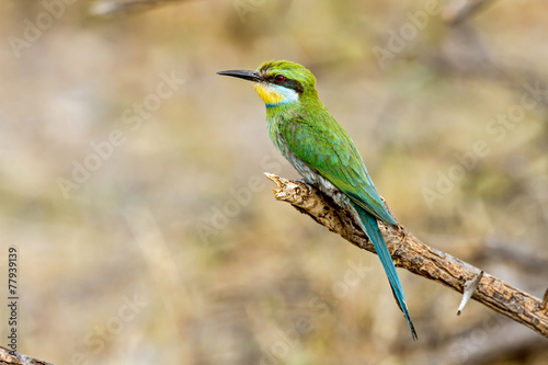 Swallow tailed bee eater