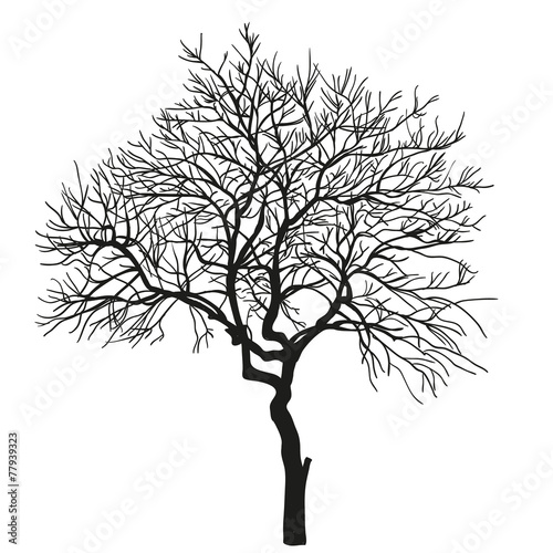 realistic silhouette of tree. vector