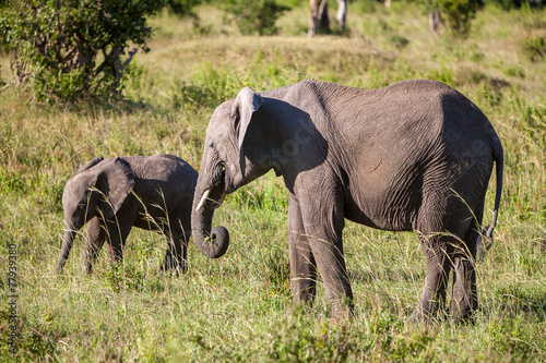 elephant family walking in the savanna © master1305