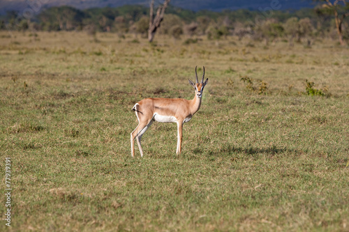 antelope on a background of green grass
