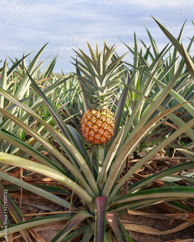 Pineapple garden