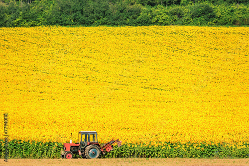 Sunflowers Field