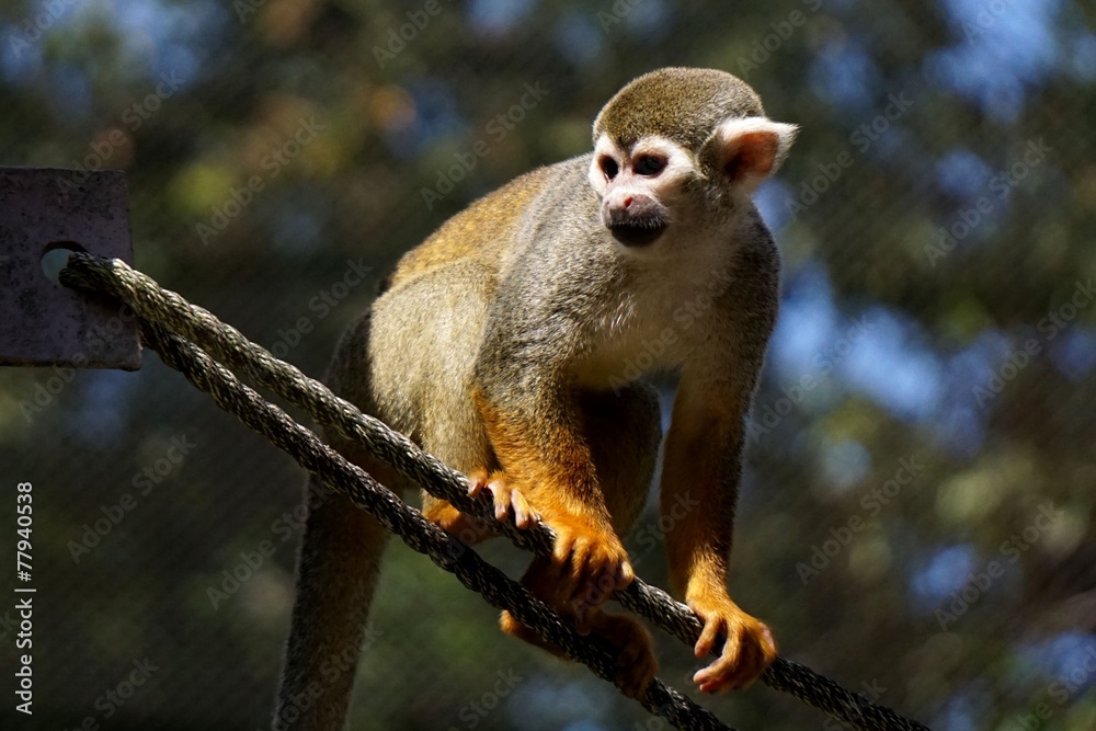 Obraz premium Common squirrel monkey