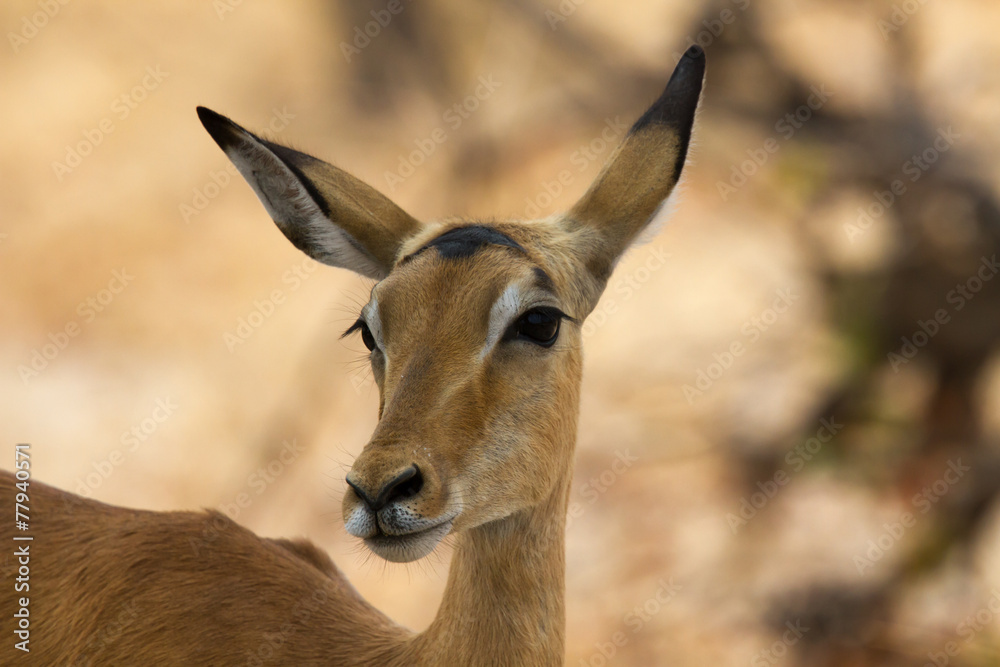 Shy female impala closeup