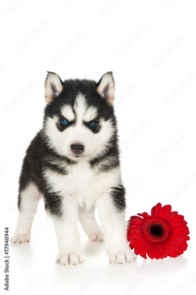 Cute husky puppy with flower
