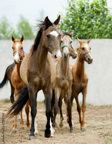 Fototapeta Naklejka Na Ścianę i Meble -  Herd of hurrying Horse