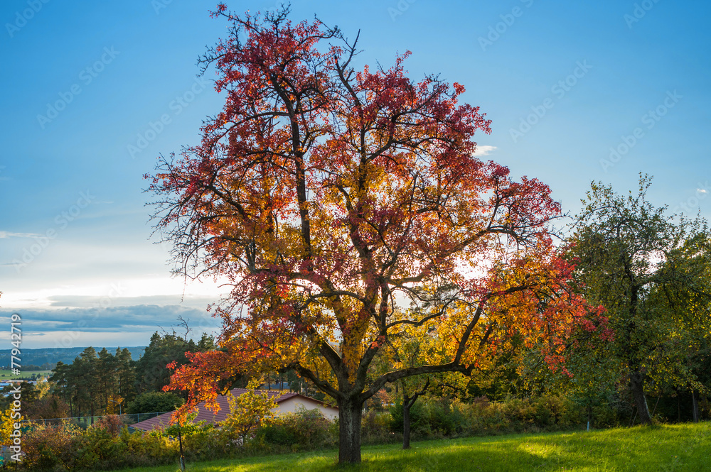 Fototapeta premium Landschaftsbild mit herbstlichem Apfelbaum, Althengstett, Schwar