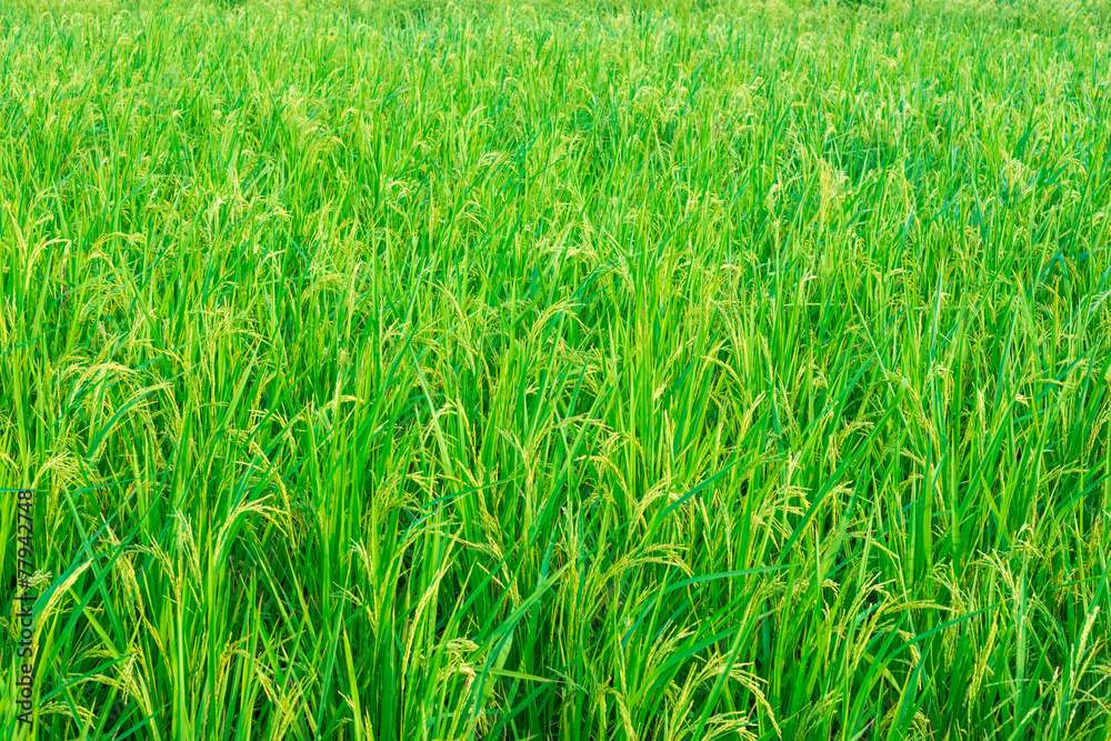 Green ear of rice in paddy rice field Green ear of rice in paddy rice field