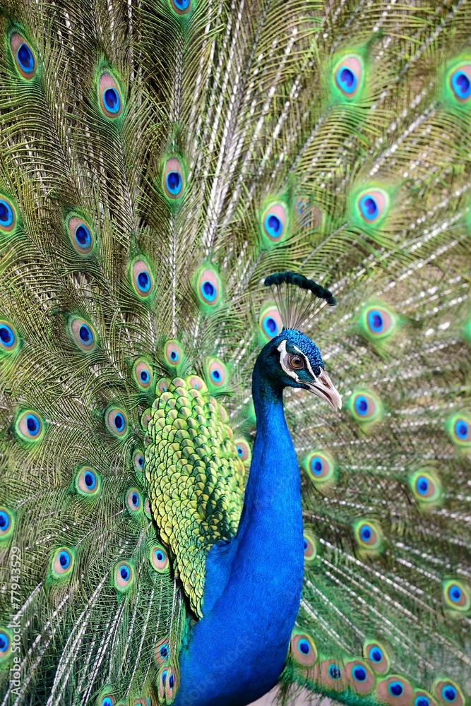 Obraz premium Close up of peacock showing its beautiful feathers
