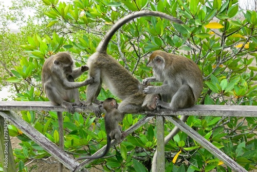 macaque