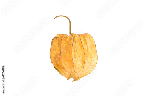 Crape gooseberry on white background