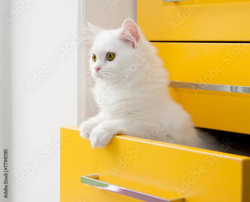 White persian kitten peeks out of the yellow drawer cabinet