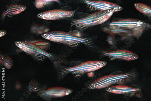 Zebrafish (Danio rerio) aquarium fish photo