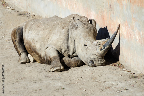 Close up of a White Rhinoceros lying down