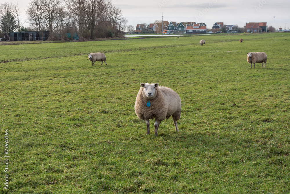 Obraz premium sheep in the pasture
