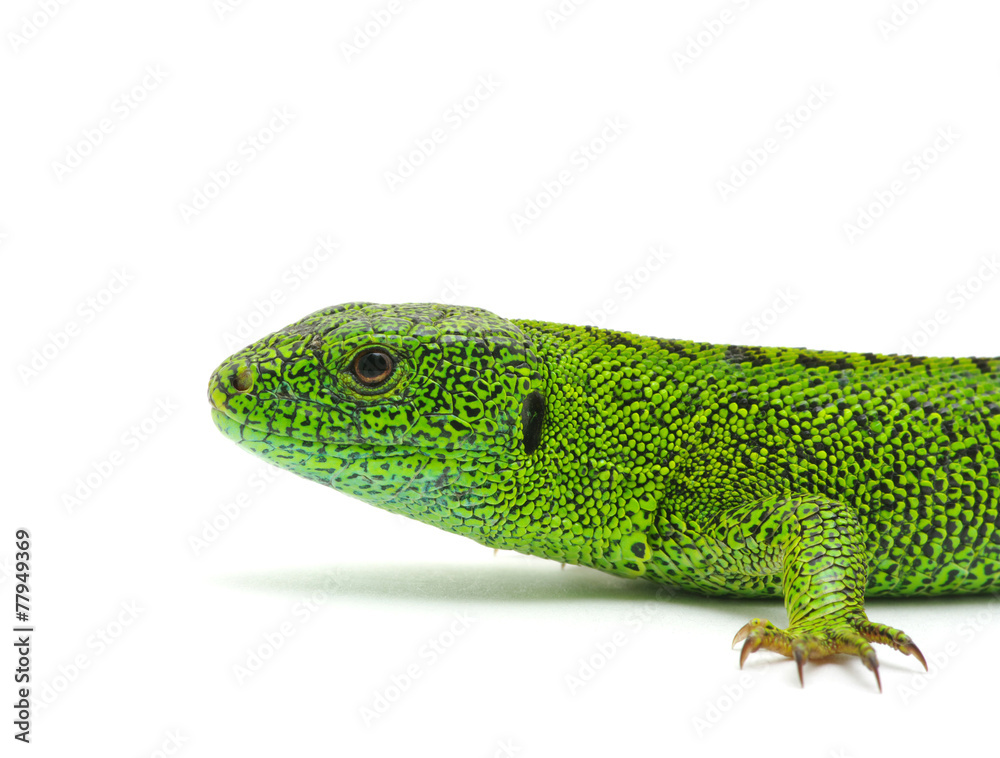 Obraz premium green lizard