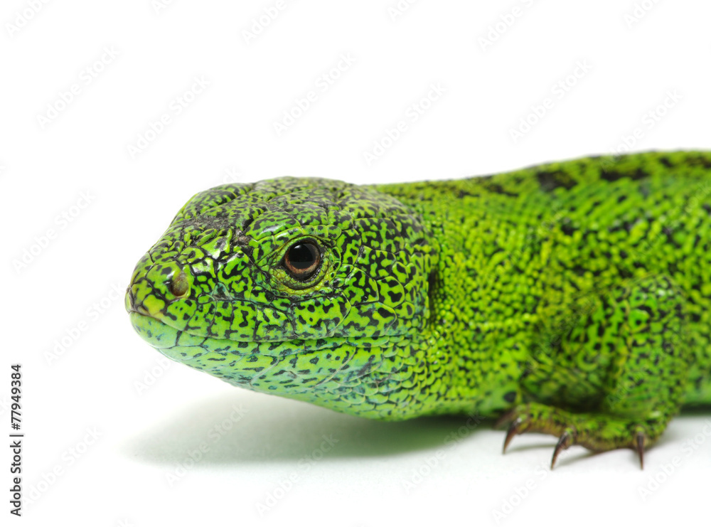 Fototapeta premium green lizard