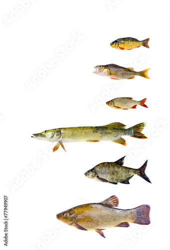 various freshwater fish collection isolated on white