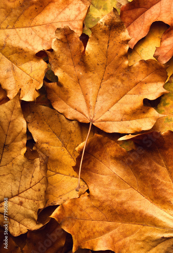 autumn maple leaf on leaves background