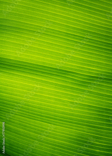 Banana leaves