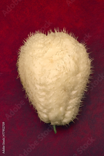 Chayote (Sechium edule), fruit with thorns photo