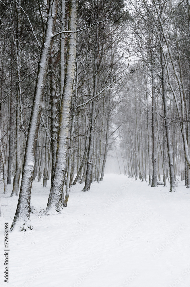 Snow covered tree trunks. Winter alley