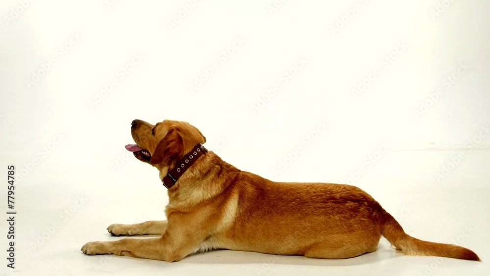 Golden labrador laying on a white background Golden labrador laying on a white background