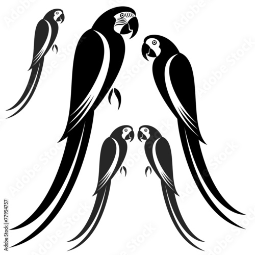 Macaw