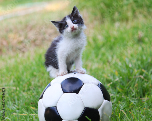 Kitty on a ball