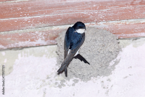 Tableau sur toile House Martin (Delichon urbica).Wild bird in a natural habitat.