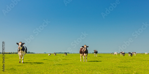 Fényképezés Panoramic image of milk cows in the Dutch province of Friesland