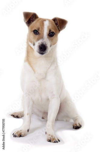 jack russell terrier standing and attentively