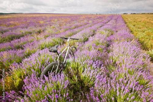 bicycle on a lavender field