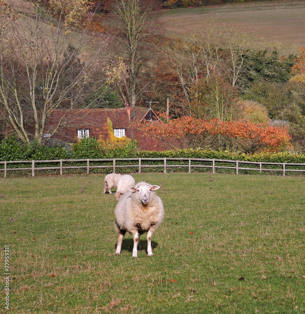 Obraz premium An English Rural Landscape in Autumn