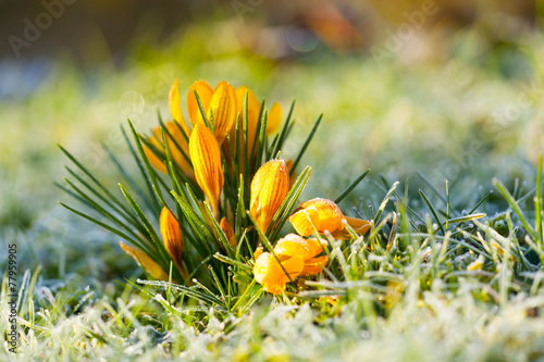 crocus yellow in the morning frost
