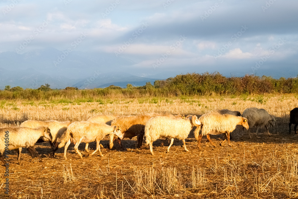Obraz premium Sheeps on the farm.