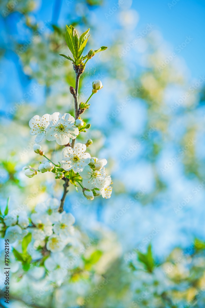 little blossoming branch of cherry tree on blurred sky backgroun
