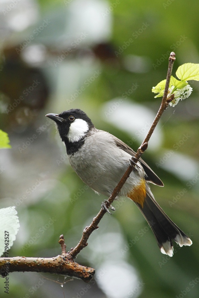 Obraz premium White eared bulbul