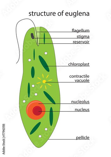 vector illustration of euglena structure with description photo