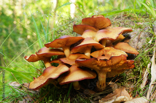 Clump of yellow mushrooms.