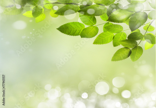 nature spring background