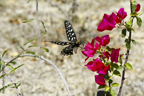 Butterfly-Papilio Pharmacophagus Antenor, Madagascar photo